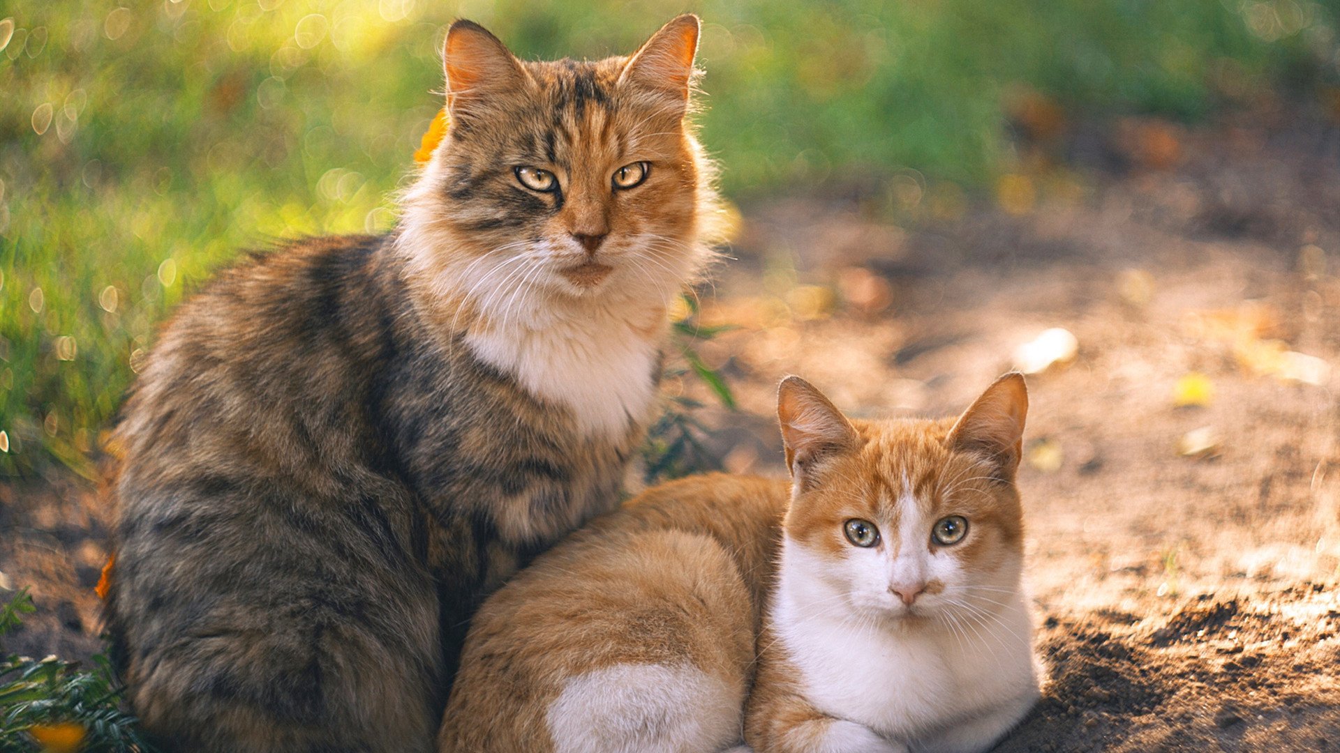 关键先生拉文,广厦加时鏖战力克马刺,连续得分锁定胜局
